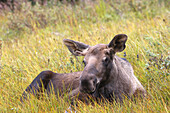 Moose (Alces alces),  1 year old young. Seward Peninsula,  Alaska,  USA