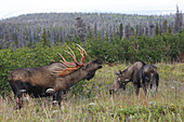 Moose (Alces alces),  female and 5-7 year old male. Alaska,  USA