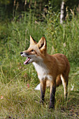 Red Fox (Vulpes vulpes),  young