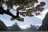 Milford Sound,  South Island,  New Zealand