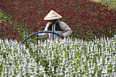 Farmer on field with flowers, Lam Dong Province, Vietnam, Asia