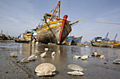 Shells and fishing boats at the harbour of Mui Ne, Binh Thuan Province, Vietnam, Asia
