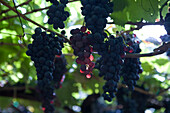 Trauben auf einem Weinberg der Madeira Wine Company, Estreito de Camara de Lobos, Madeira, Portugal