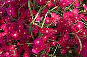 Close up of pink flowers, Santana, Madeira, Portugal