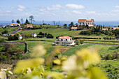 Vineyard and Quinta do Furao Hotel, Santana, Madeira, Portugal