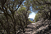 Wanderer beim Abstieg vom Berg Pico Ruivo, Pico Ruivo, Madeira, Portugal