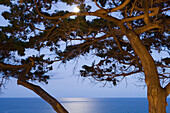 Bäume und Vollmond über Meer, Blick vom Reid's Palace Hotel, Funchal, Madeira, Portugal