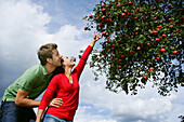 Paar unter einem Apfelbaum, Frau streckt sich nach einem Apfel, Steiermark, Österreich