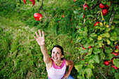 Frau unter einem Apfelbaum, streckt sich nach einem Apfel, Steiermark, Österreich