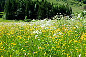 Flower meadow, mountain Staffel, Jachenau, Bavaria, Germany