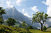 Baum vor Berglandschaft, Eng, Karwendel, Tirol, Österreich