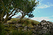 Traditionelle Steinmauer unter einem Baum, Kerry Mountains, Dingle Halbinsel, County Kerry, Westkueste, Irland, Europa