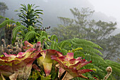 Nahaufnahme von Bromelien an einem Berg im Nebel, Banaue, Luzon, Philippinen, Asien