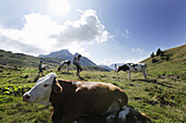 Woman and children passing pasture with cattel, Carnic Alps, Carinthia, Austria