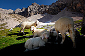 Schafe auf einer Almwiese, Oberes Reintal, bei Garmisch, Bayern, Deutschland
