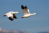 Schneegänse fliegend, Anser caerulescens atlanticus, Chen caerulescens, Bosque del Apache, New Mexico, USA