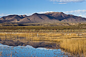 Bosque del Apache Wildlife Refuge with Sandhill Cranes, New Mexico, USA