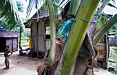 Pnther-Chamaeleon in madegassischem Dorf, Furcifer pardalis, Insel Nosy Komba, Madagaskar