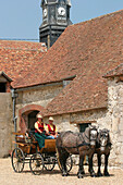 Harnessing Of Percheron Draught Horses, Beville-Le-Comte, The Wheat Route, Eure-Et-Loir (28), France
