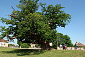 The Giant Oak Of La Loupe, Meauce, Eure-Et-Loir (28), France