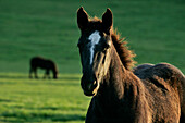 Foal, Percheron Horse Farm, Nogent-Le-Rotrou, Eure-Et-Loir (28), France