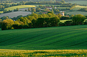 Wheat Fields And Bocages Of The Perche, Vicheres, Collines De Rougemont, Perche Near Nogent-Le-Rotrou, Eure-Et-Loir (28), France
