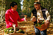 Mushroom Gatherers In The Forest Of Senonches, Eure-Et-Loir (28), France