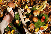 Basket Of Porcini Mushrooms In The Forest Of Senonches, Eure-Et-Loir (28), France