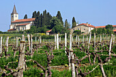 Vineyard In Front Of The Village Of Bezolles, Gers (32), France