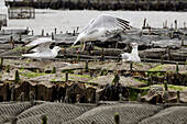 Seagulls Over The Oyster Beds, Cancale, Ille-Et-Vilaine (35), France