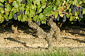 Vineyards, Mareuil-Sur-Cher, Loir-Et-Cher (41), France