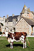 Normandy Cow In Front Of The Chateau De Crosville-Sur-Douve, Manche (50), France