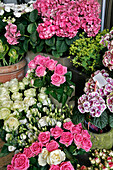 Shop, Boule De Mousse, Florist, Biarritz, Basque Country, Basque Coast, Pyrenees-Atlantique (64), France