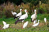 Storks, Stork And Otter Conservation Center, Hunawihr, Haut-Rhin (68), Alsace, France