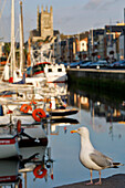 Seagull On The Marina Of Fecamp, Seine-Maritime (76), Normandy, France
