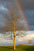 Rainbow Over The Trees At The National Golf Course Of Guyancourt, Yvelines (78), France