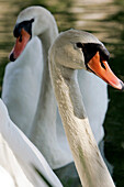 Swans On The Burgundy Canal, Yonne, Yonne (89), Bourgogne, France