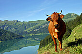 Tarentaise Cows In Mountain Pasture With View Of The Lake Of Roseland, Beaufortain, Savoie (73)