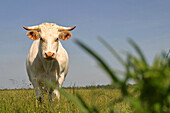 Charolaise Cow, Orne (61)