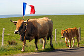 Transhumance Of Aubrac Cows, Aveyron (12)