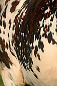 Close-Up Of A Normandy Cow