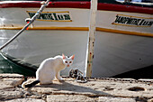 Cats On The Quay In The Port, Crete, Greece