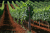 Landscape Of Vineyards Around The Town Of Porec, Istria, Croatia