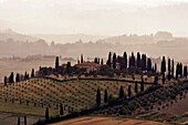 Cypress And Hills In A Tuscan Landscape, Asciano Region, Tuscany, Italy