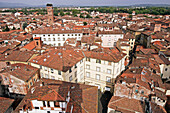 View Of The Roofs Of Lucca With The Torre Alberata Of The Palazzo Guinigi In Red Brick With Holm Oaks, Tuscany Italy