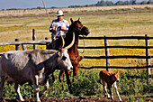 Stefano, A Buttero On His Horse With A Maremma Cow And Its Calf, Butteri, 'Tuscan Cowboys', Azienda Regionale Agricola Di Alberese, The Only Farm In The Maremma Natural Park, Spergolaia, Grosseto Region, Maremma, Tuscany, Italy