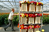 Cart Full Of Fresh Gerbera Before Their Departure For The Aalsmeer Flower Market, Netherlands, Europe