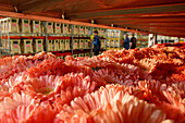 Warehouses Storing The Flowers Before They Go To The Sales Room. Aalsmeer, The Biggest Flower Market In The World, Netherlands, Europe