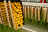 Departure Of The Packaged Gerbera From The Grower'S To Aalsmeer, The Biggest Flower Market In The World, Netherlands, Europe