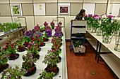 Test Lab At The Aalsmeer Flower Market. The Color, The Scent And The Longevity Are Analyzed Before Being Put On The Market, Netherlands, Europe